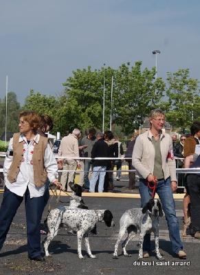 du Bruil Saint Amand - Exposition canine internationale - Amiens
