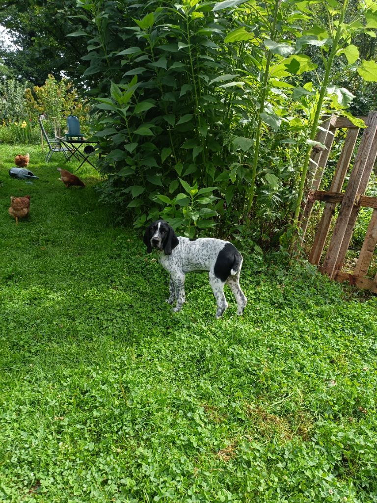 du Bruil Saint Amand - Chiots disponibles - Braque d'Auvergne