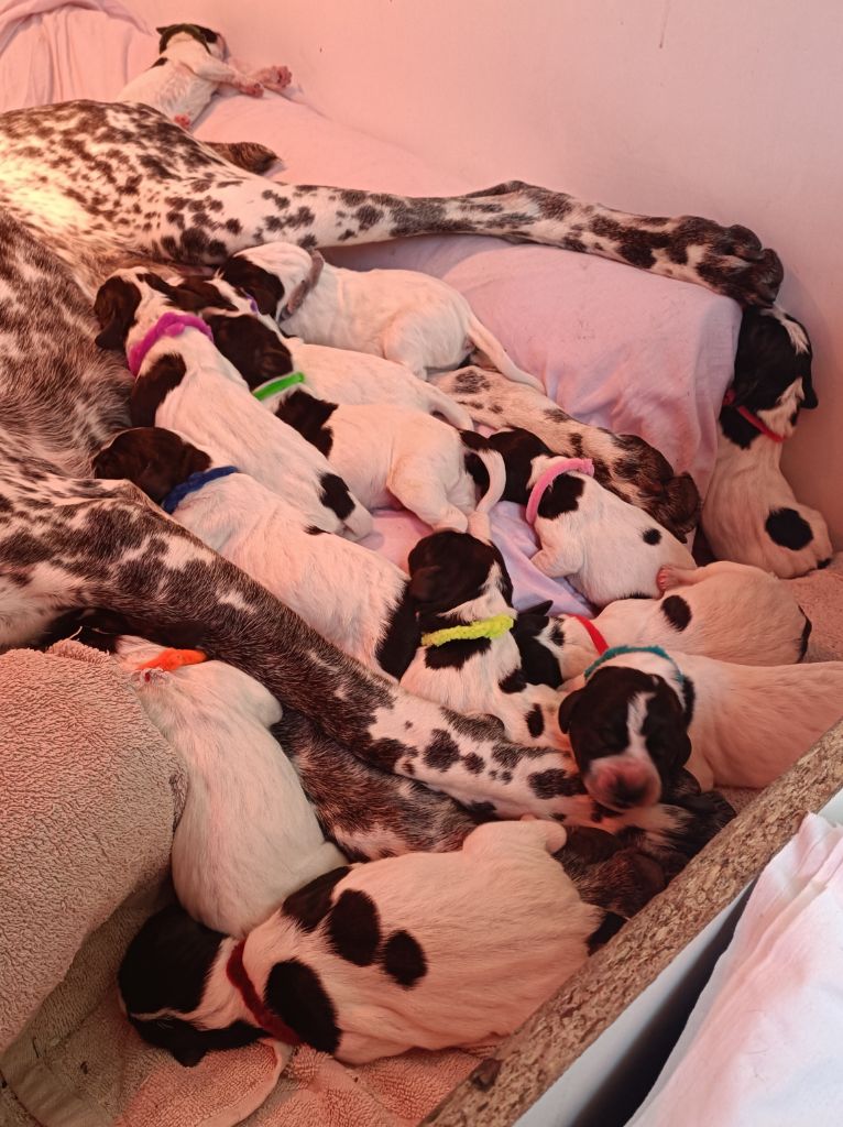du Bruil Saint Amand - Chiots disponibles - Braque d'Auvergne