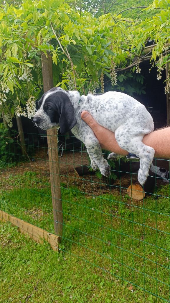 du Bruil Saint Amand - Chiots disponibles - Braque d'Auvergne