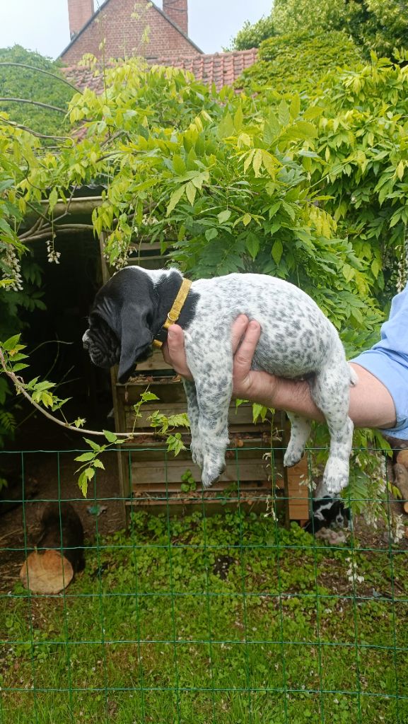 du Bruil Saint Amand - Chiots disponibles - Braque d'Auvergne