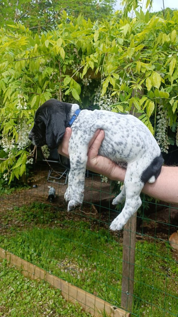 du Bruil Saint Amand - Chiots disponibles - Braque d'Auvergne